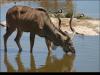 Africa Nature Animals (6)